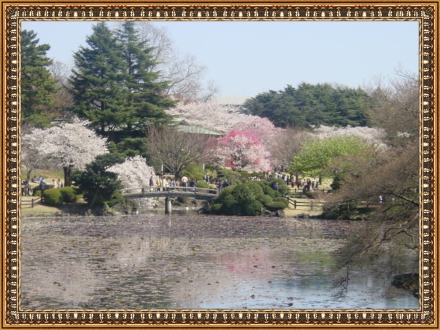 ohanami