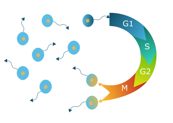 cellcycle